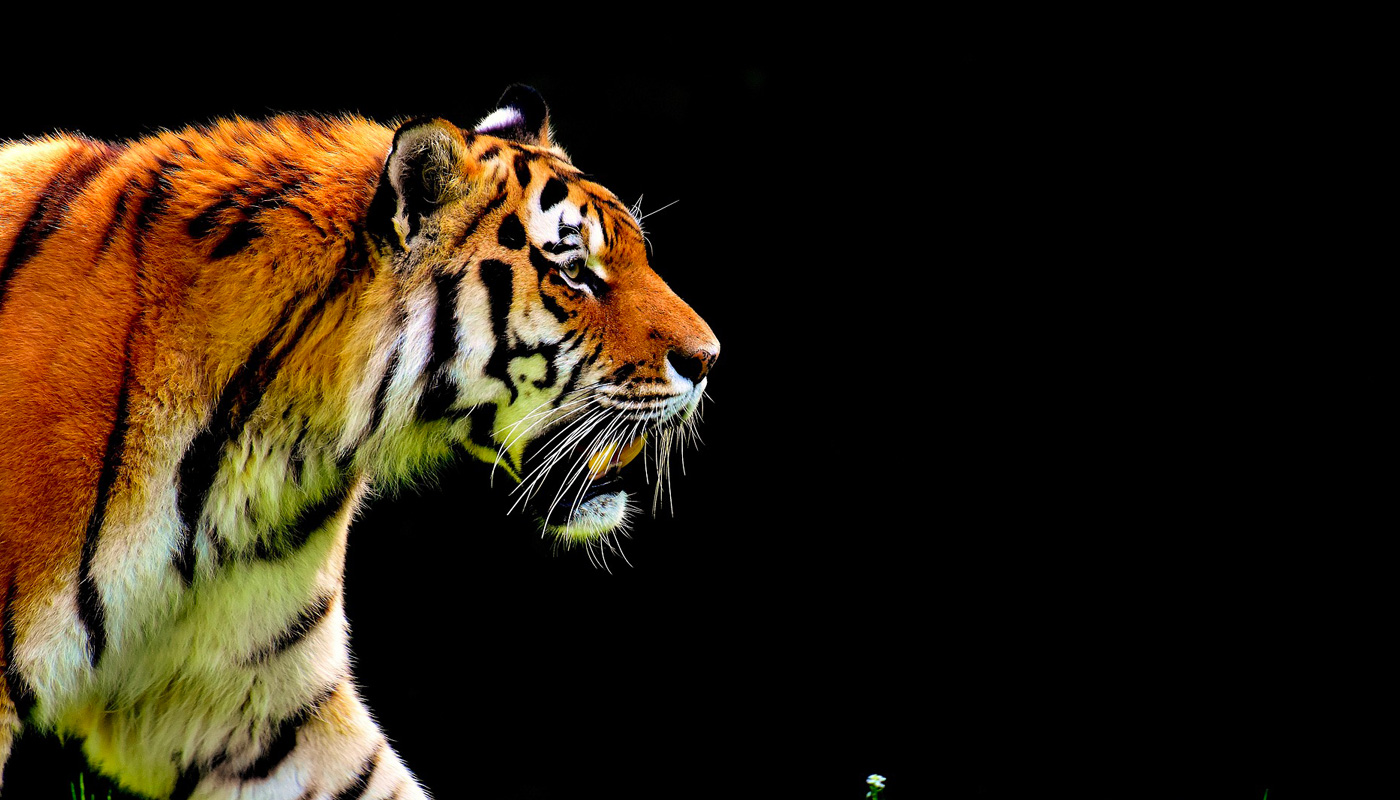 tigre tigre